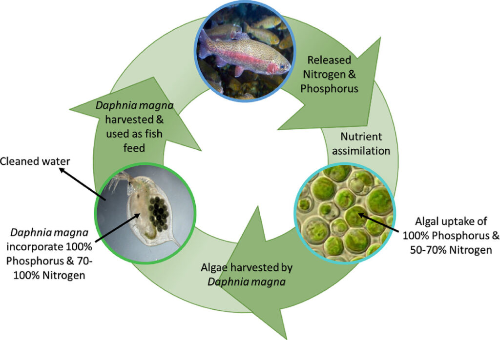 A graphical abstract of the project, fish excrete valuable nutrients which microalgae take up.  Daphnia eat the microalgae then are fed to fish.
