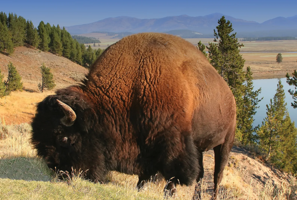 A Wyoming Yellowstone buffalo drinking federally enforced water